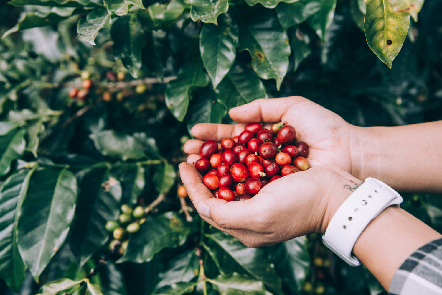 hand with red coffee berrys